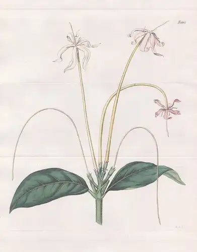 Oxyanthus speciosus. Tube-flowered Oxyanthus. Tab. 1992 - Sierra Leone / Pflanze Pflanzen plant plants / flowe