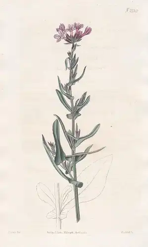 Plumbago Europaea. European lead-wort. Tab. 2139 -  leadwort Bleiwurz / East Indies / Pflanze Pflanzen plant p