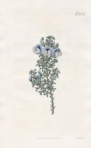 Psoralea Aculeata. Prickly Psoralea. Tab. 2158 - fountainbush fonteinbos bloukeur / South Africa Südafrika / P