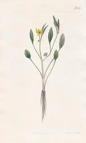 Ranunculus Nodiflorus. Sicilian knot-flowered Crowfoot. Tab. 2171 - Ranunkel buttercup spearwort Hahnenfuß / P