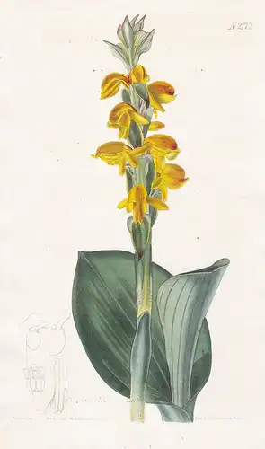 Satyrium Coriifolium. Leathery-leaved satyrium. Tab. 2172 - orange satyre orchid Orchidee Orchideen orchids /
