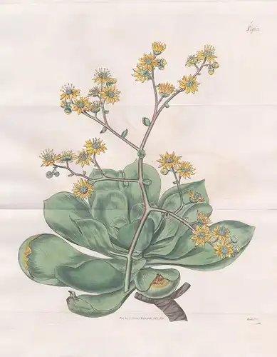 Sempervivum Glutinosum. Clammy Houseleek. Tab. 1963 -  Hauswurz / Pflanze Pflanzen plant plants / flower flowe