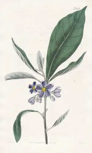 Solanum Lanceolatum. Lance-leaved nightshade. Tab. 2173 - Nachtschatten / Mexico Mexico / Pflanze plant / flow