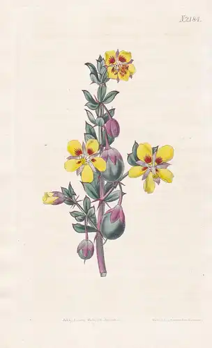 Zygophyllum Sessilifolium. Sessile-leaved bean-caper. Tab. 2184 -  South Africa Südafrika / Pflanze Pflanzen p