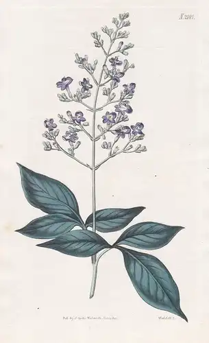 Vitex Trifolia. Three-leaved chaste-tree. Tab. 2187 -  Mönchspfeffer simpleleaf chastetree / Australia Austral