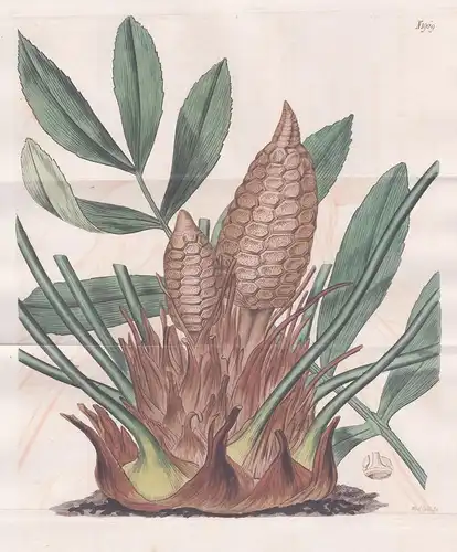 Zamia Furfuracea. Broad-leaved Zamia. Tab. 1969 -  Palmfarn cardboard palm cardboard cycad / Mexico Mexiko / P