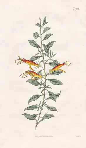 Stenochilus Glaber. Smooth-leaved Stenochilus. Tab. 1942 -  Emustrauch Eremophila / Australia Australien / Pfl