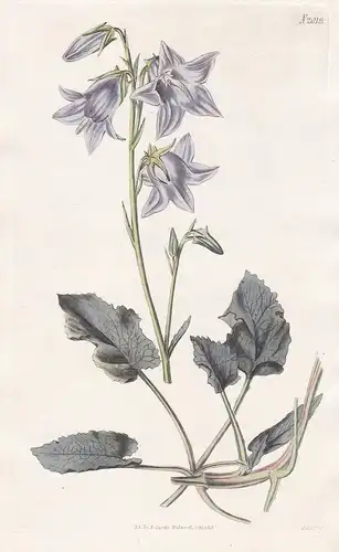 Campanula Sarmatica. Grey-leaved bell-flower. Tab. 2019 - Sarmatische Glockenblume bellflower / Russia Russlan