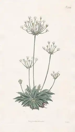 Androsace Septentrionalis. Tooth-leaved Androsace. Tab. 2021 - Mannsschild pygmyflower rockjasmine / Pflanze P