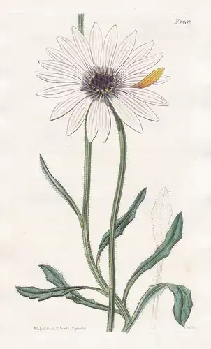 Calendula Tragus. White-flowered bending-stalked marigold. Tab. 1981 - Ringelblume marigold / Südafrika South