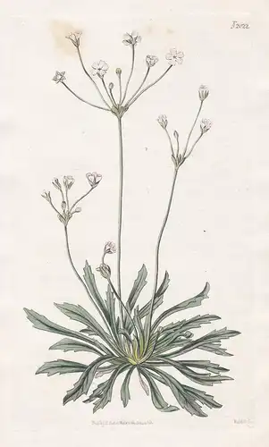 Androsace Coronopifolia. Buck's-horn-leaved Androsace. Tab. 2022 - Mannsschild / Siberia Sibirien / Pflanze Pf