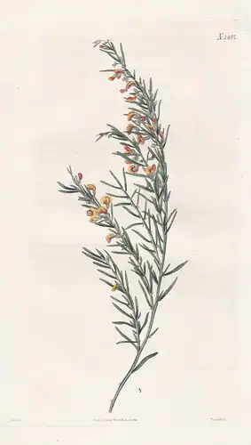 Bossiaea Linophylla. Narrow-leaved Bossiaea. Tab. 2491 -  Australia Australien / Pflanze Pflanzen plant plants