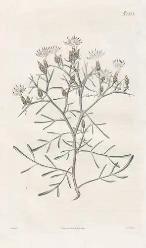 Centaurea Spinosa. Prickly-branched Centaury. Tab. 2493 -  Flockenblume / Pflanze Pflanzen plant plants / flow