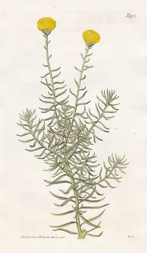 Chrysocoma Comaurea. Great shrubby Goldy-locks. Tab. 1972 - Chrysocoma cernua shrub goldilocks / South Africa
