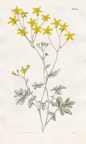 Cineraria Parviflora. Small-flowered Cineraria. Tab. 1990 - Zinerarie Aschenkraut Kreuzkraut / South Africa Sü