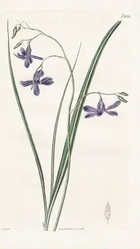 Conanthera Bifolia. Violet-flowered Conanthera. Tab. 2496 -  Chile Peru / Pflanze Pflanzen plant plants / flow