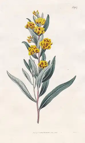 Daviesia Mimosoides. Mimosa-leaved Daviesia. Tab. 1957 - blunt-leaf bitter-pea / Australia Australien / Pflanz