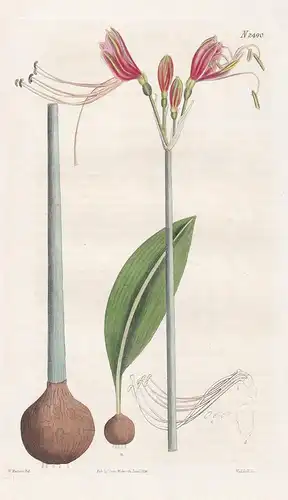 Eucrosia Bicolor. Particolored Eucrosia. Tab. 2490 -  Ecuador Peru / Pflanze Pflanzen plant plants / flower fl