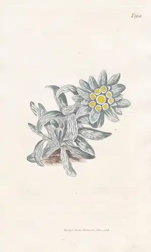 Gnaphalium Leontopodium. Lion's-foot Cudweed. Tab. 1958 - Edelweiss / Alpen alps / Pflanze Pflanzen plant plan