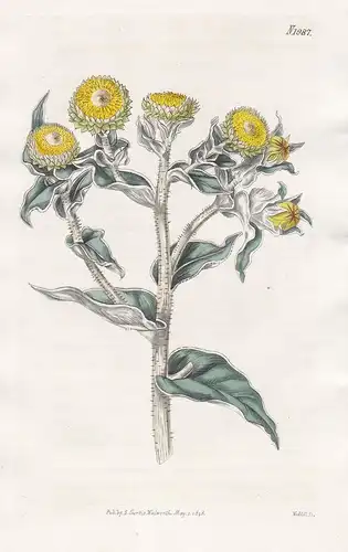 Gnaphalium Foetidum. Stron-scented everlasting. Tab. 1987 - Ruhrkraut cudweed / South Africa Südafrika / Pflan
