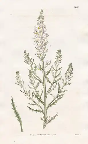 Hebenstretia fruticosa. Shrubby Hebenstretia. Tab. 1970 - South Africa Südafrika / Pflanze Pflanzen plant plan