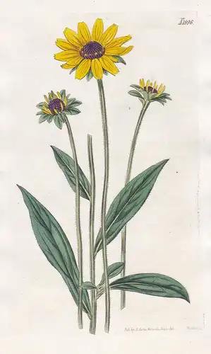 Rudbeckia Fulgida. Small hairy Rudbeckia. Tab. 1996 - Sonnenhut coneflower / North America Nordamerika / Pflan