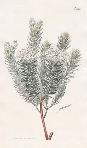 Gnidia Pinifolia. Pine-leaved Gnidia. Tab. 2016 - Südafrika South Africa / Pflanze Pflanzen plant plants / flo