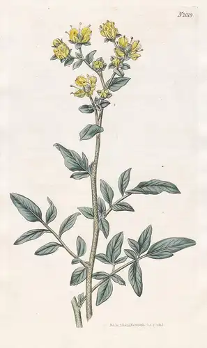 Ruta Macrophylla. Broad-leaved Rue. Tab. 2018 - Weinraute rue Gartenraute herb-of-grace / Pflanze Pflanzen pla