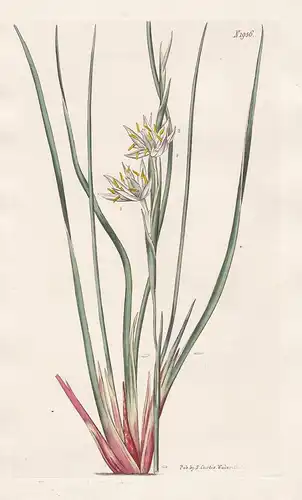 Pleea Tenuifolia. Grass-leaved Pleea. Tab. 1956 - Lilie lily tenuifolia rush featherling / Carolina / Pflanze