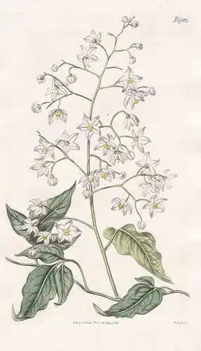 Solanum Seaforthianum. Lord seaforth's nightshade. Tab. 1982 - Nachtschatten nightshade / West Indies / Pflanz