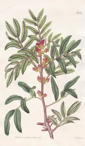 Pistacia Lentiscus. Common mastick-tree. Tab. 1967 - Mastixstrauch Wilde Pistazie lentisk mastic / Pflanze Pfl