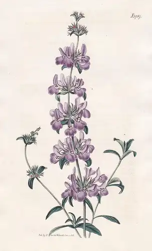 Stachys Arenaria. Purple-flowered Stachys. Tab. 1959 - Ziest / Pflanze Pflanzen plant plants / flower flowers