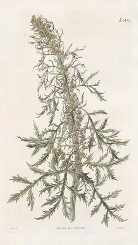 Artemisia Biennis. Biennial wormwood. Tab. 2472 -  Wermut / North America Nordamerika / Pflanze Pflanzen plant