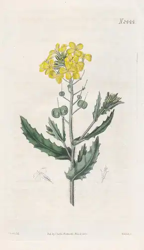 Biscutella Hispida. Hispid buckler Mustard. Tab. 2444 - Brillenschötchen / Pflanze Pflanzen plant plants / flo