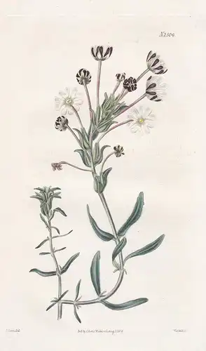 Erinus Lychnidea. Phlox-like Erinus. Tab. 2504 - fairy foxglove alpine balsam / South Africa Südafrika / Pflan