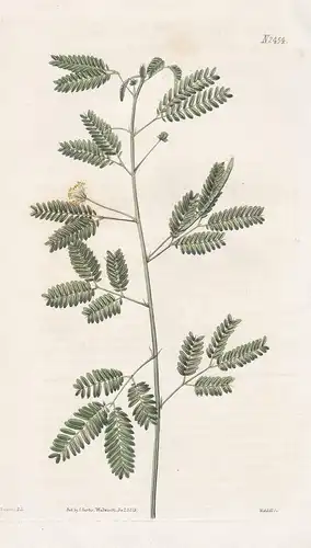 Desmanthus virgatus. Long-twigged Desmanthus. Tab. 2454 - Tantan prostrate bundleflower dwarf koa / Pflanze Pf