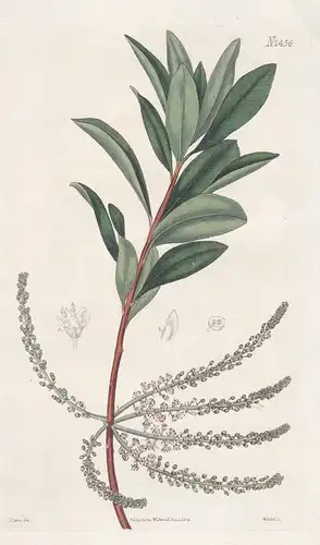 Cyrilla Racemiflora. Carolina Cyrilla. Tab. 2456 - Carolina / Pflanze Pflanzen plant plants / flower flowers B