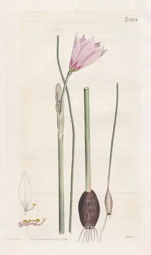 Habranthus Gracilifolius. Slender-leaved Habranthus. Tab. 2464 - Amaryllis Regenlilie copperlily Lilie lily /