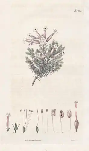 Erica Bucciniflora. Trumpet-flowered Heath. Tab. 2465 -  heath Erika Heidekraut klipheide / South Africa Südaf