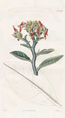 Euphorbia Carinata. Keel-leaved Euphorbia. Tab. 2514 - Wolfsmilch Kaktus cactus / Trinidad / Pflanze Pflanzen
