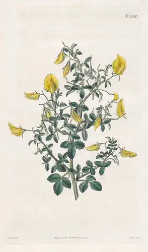 Ononis Hispanica. Small-leaved rest-harrow. Tab. 2450 - Hauhechel restharrow / Pflanze Pflanzen plant plants /
