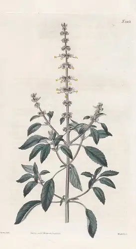 Ocimum canum. Hoary Basil. Tab. 2452 - Ocimum americanum Basilikum basil / Pflanze Pflanzen plant plants / flo