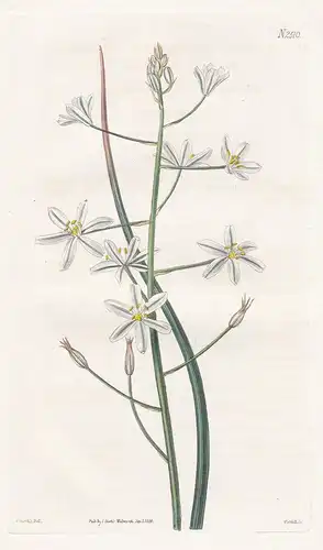 Ornithogalum Narbonense. Narbonne star of Bethlem. Tab. 2510 - Narbonne-Milchstern star-of-Bethlehem / Pflanze