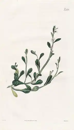 Lobelia Rhizophyta. Spathula-leaved Lobelia. Tab. 2519 - Lobelien Lobelie / Pflanze Pflanzen plant plants / fl
