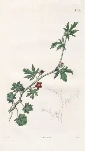 Malva Prostrata. Pimpernel-flowered mallow. Tab. 2515 - Malve Malven mallow / South America Südamerika / Pflan