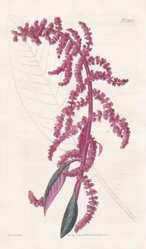 Amaranthus speciosus. Shewy Amaranthus. Tab. 2227- Fuchsschwanz amaranth / Nepal / Pflanze Pflanzen plant plan