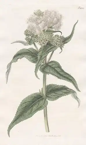 Eupatorium Salviaefolium. Sage-leaved Eupatorium. Tab. 2010 - Wasserdost boneset / North America Nordamerika /