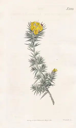 Aspalathus Ciliaris. Ciliated Aspalathus. Tab. 2233- Rooibos Rotbusch Roibusch / Pflanze Pflanzen plant plants
