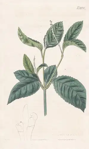 Chloranthus Monostachys. One-spiked Chloranthus, or chu-lan. Tab. 2190 - China / Pflanze Pflanzen plant plants