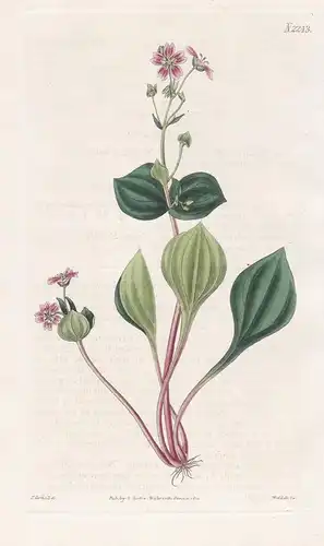 Claytonia Sibirica. Siberian Claytonia. Tab. 2243 - Sibirisches Tellerkraut Claytonie pink purslane candy flow